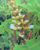 Acanthus ebracteatus - herbes médicinales pour compresse de massage Spas et Bains
