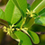 Cryptolepis buchanani - herbes médicinales pour compresse de massage Spas et Bains