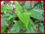 Curcuma Aromatica Salisb - herbes médicinales pour compresse de massage Spas et Bains