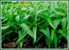 Convolvulaceae - herbes médicinales pour compresse de massage Spas et Bains