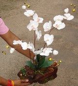 orchidee decoration composees