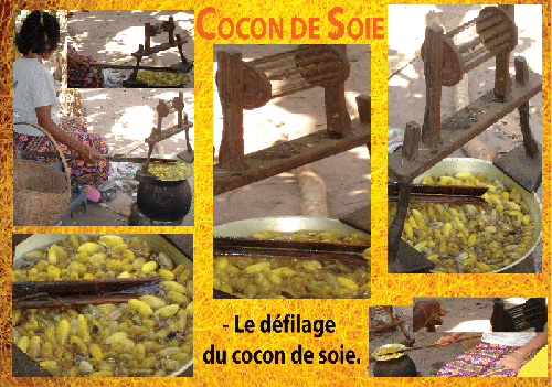 cocon de soie